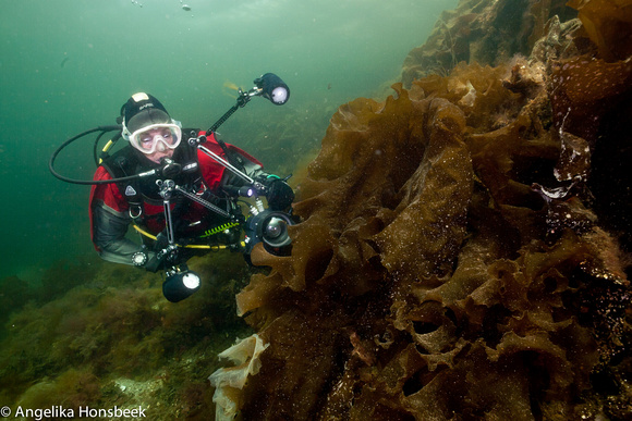 Marion bij kelp