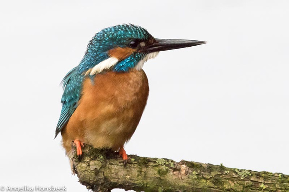 IJsvogel-B14A0686