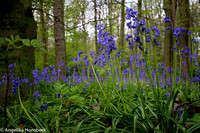 AH-IMG_2207